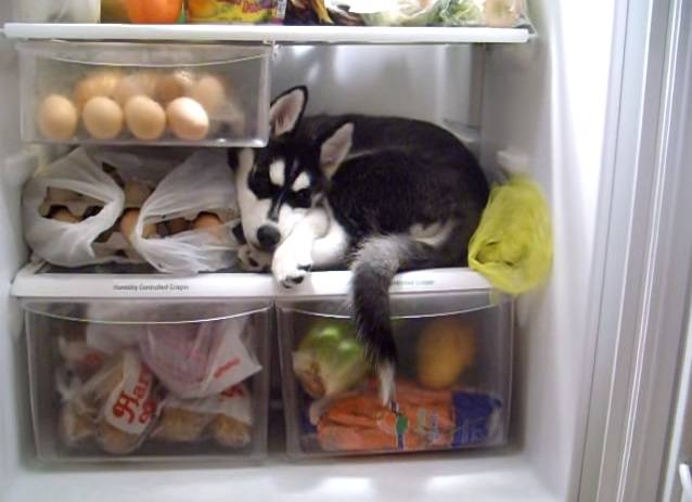 Vídeo: husky adora dormir dentro da geladeira