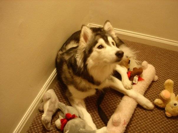 Dez sinais de que essa husky siberiana virou uma gata