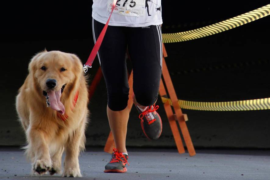 Programe-se: duas “cãorridas” rolam em shoppings de São Paulo nesse mês