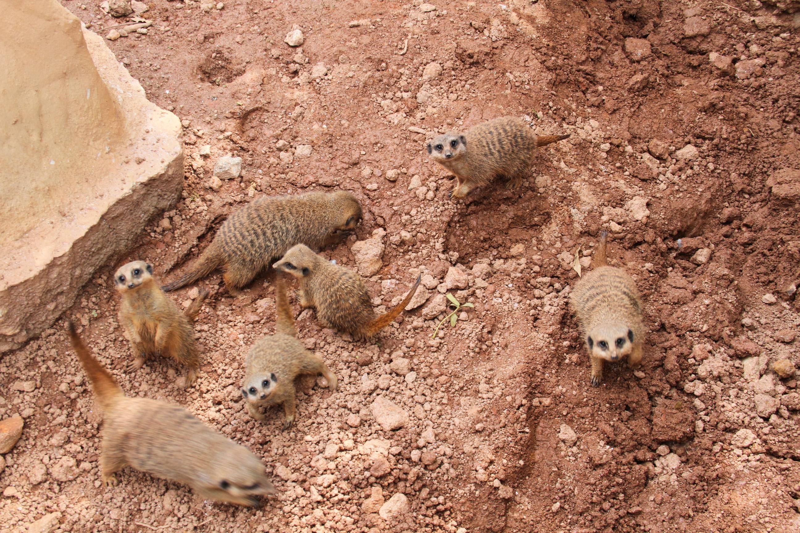 Os novos moradores do Zoológico de São Paulo: suricatas e cães-selvagens-africanos