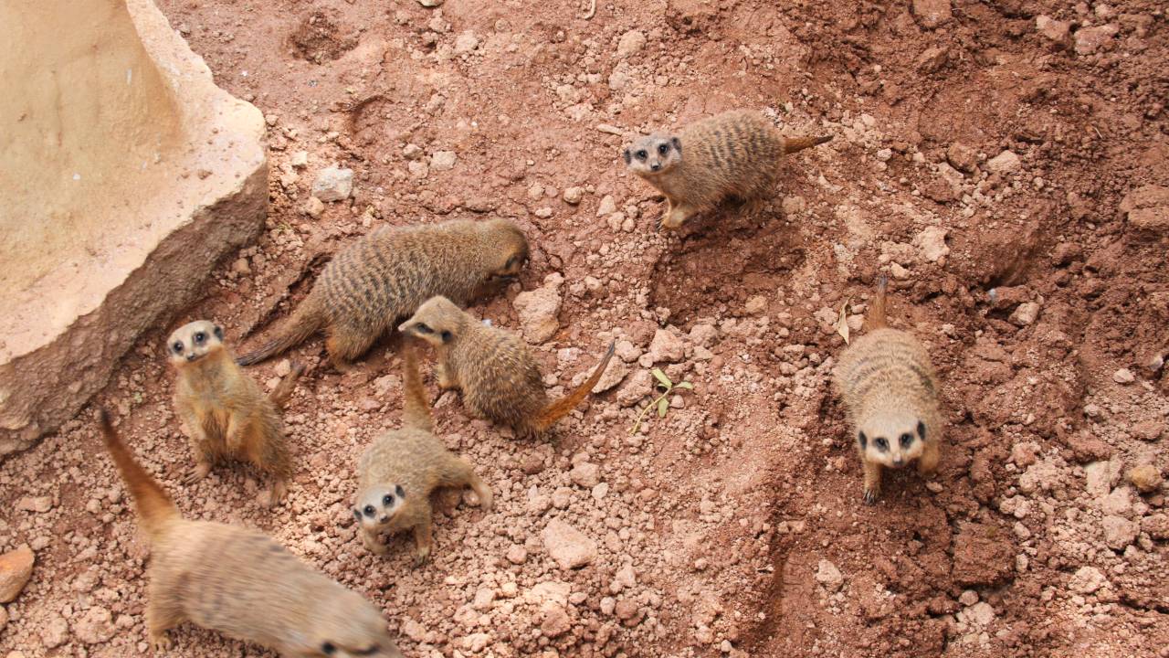 Zoológico Suricata