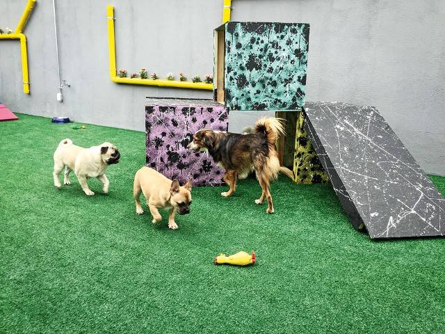 Recreio pra cachorro: nova creche na capital entretém pets em Moema