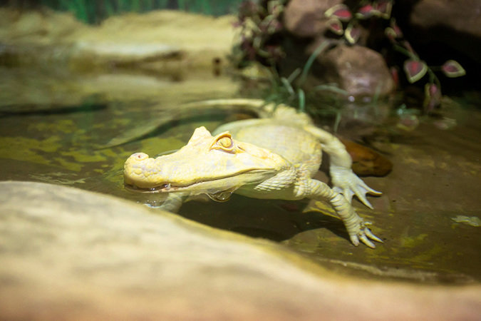 Promoção Aquário de São Paulo – Ingressos para 21 de abril