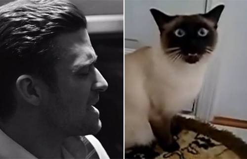 Vídeo do dia: Justin Timberlake canta com gatinho na paródia “Cat & Tie”