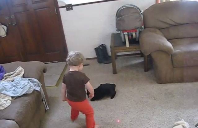 Gato e bebê ficam hipnotizados por laser e passam a perseguir o pontinho vermelho juntos