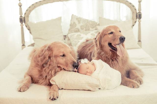 Fotógrafa faz cliques de pets juntos de grávidas e recém-nascidos em cenários encantados