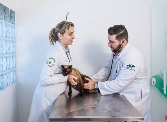 Onde encontrar consultas veterinárias mais baratas em São Paulo