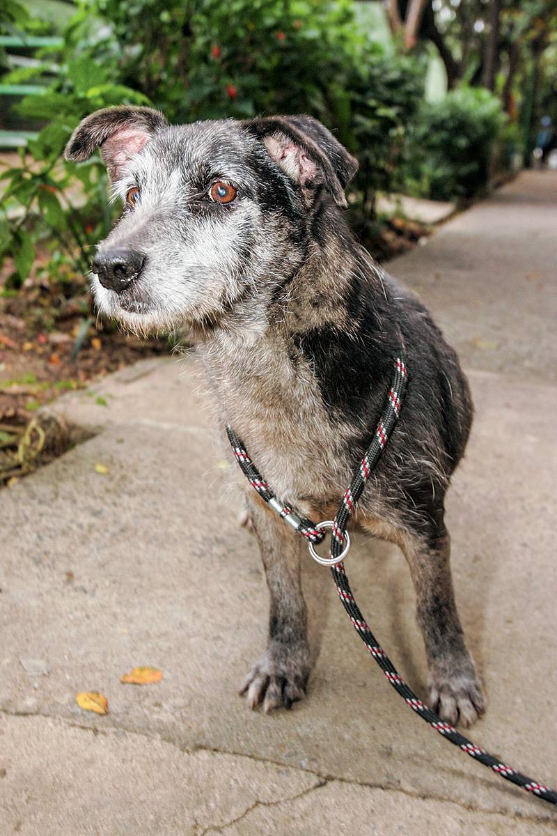 Quer me adotar? – Pumba, do CCZ