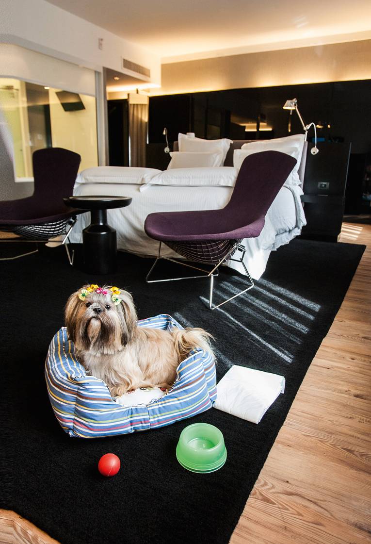 Listamos hoteis que aceitam pets nos quartos