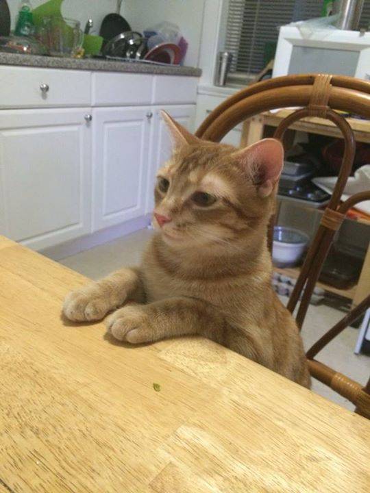 Gato foge de bagageiro de cargas de voo da American Airlines e escapa pela pista do Aeroporto de Guarulhos. Donos estão à procura do felino