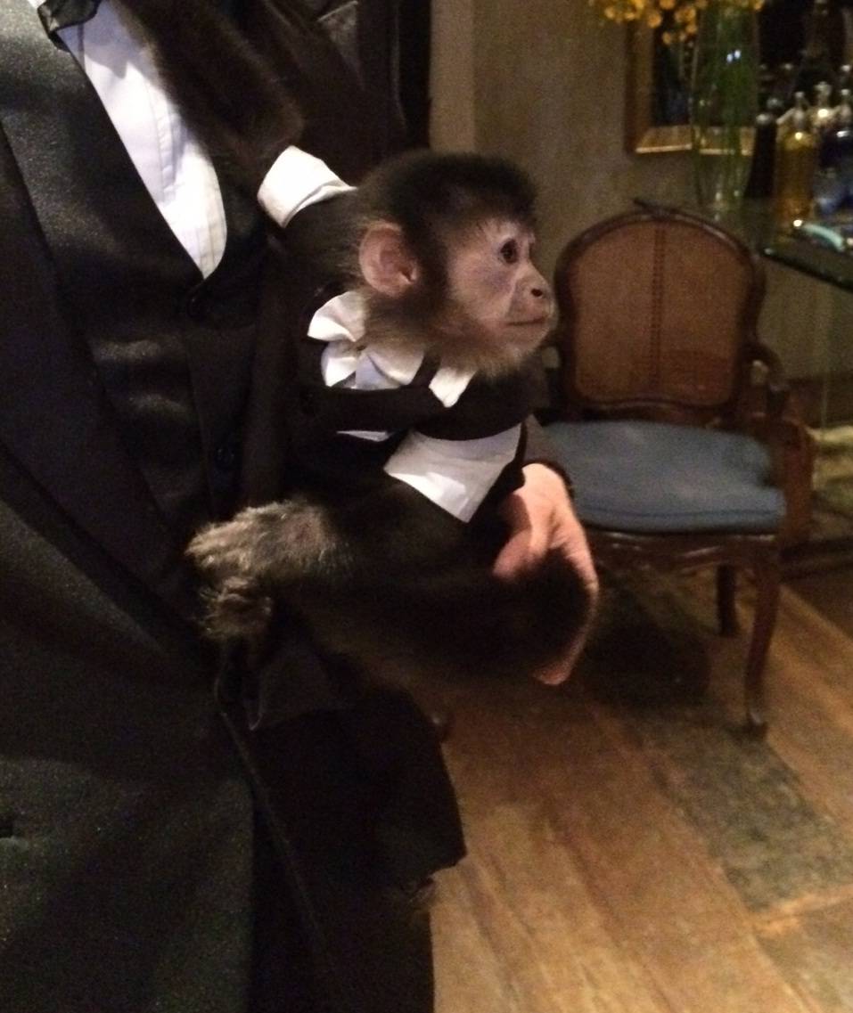 Macaco de smoking é atração em festa no Jardim Europa