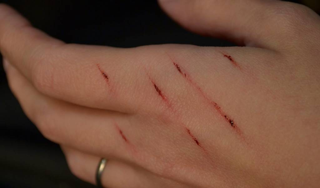 23 coisas que só quem tem gato vai entender