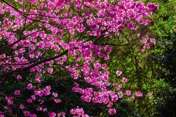 São Paulo em flor