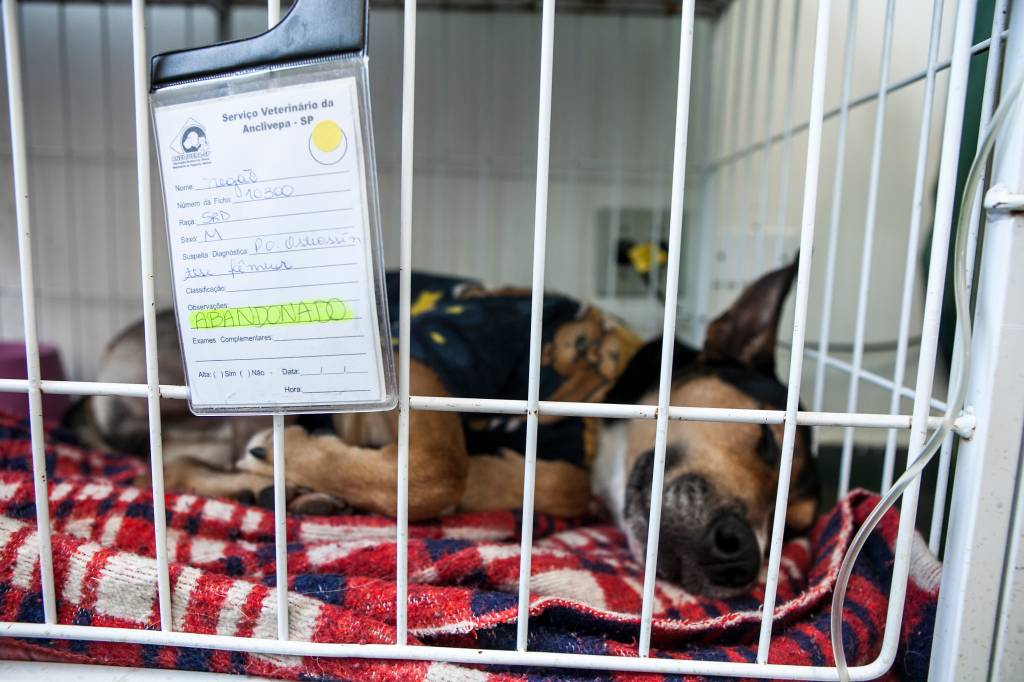 Órfãos do hospital: abandonos na clínica veterinária pública do Tatuapé
