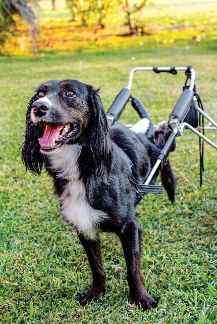 Dogi, cachorro colocado para adoção pela ONG Salvando Vidas.