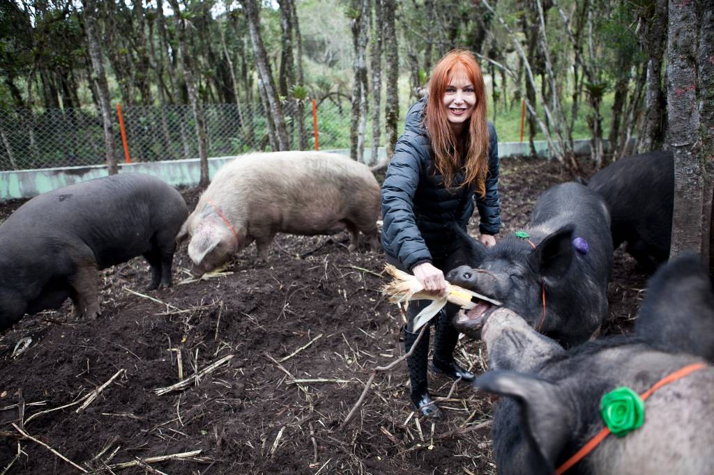Chiqueiro Chique: a vida boa de onze porcos resgatados