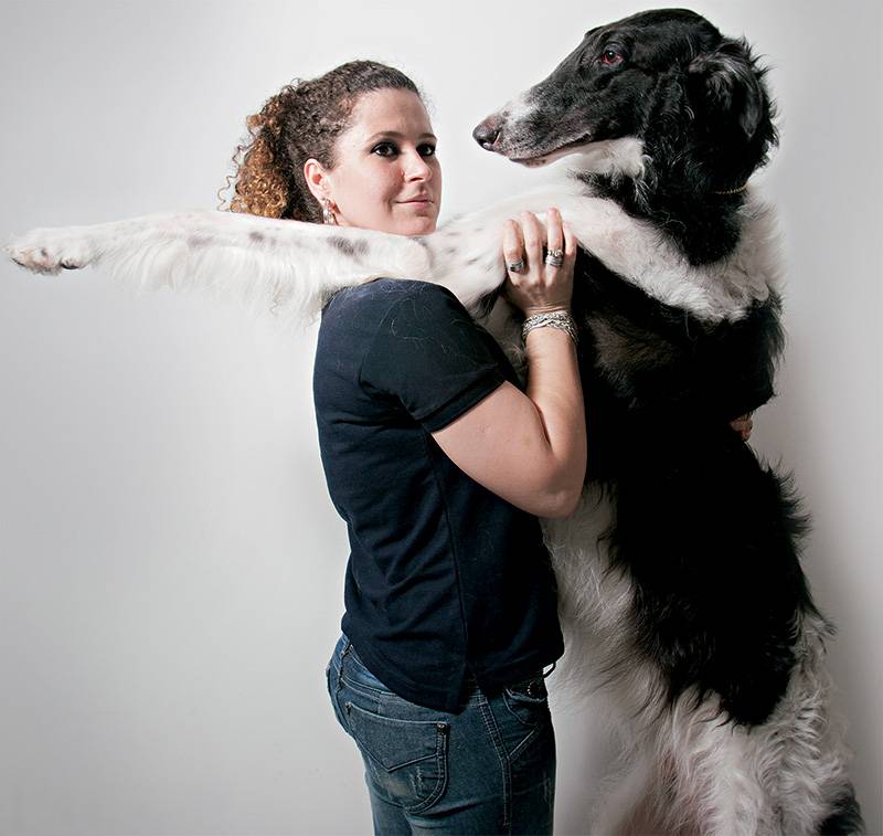 Raça borzoi: cães gigantes chegam a 2 metros em pé