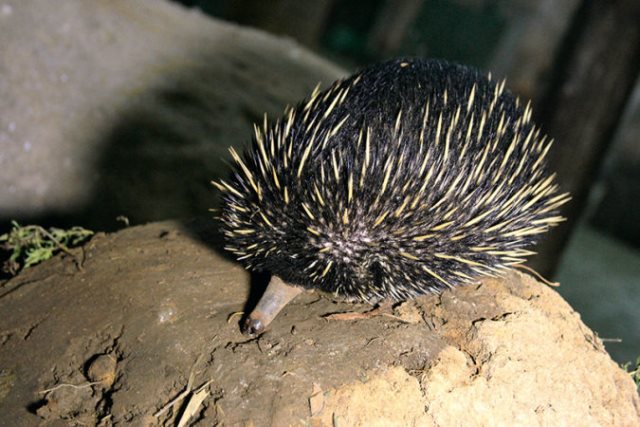 Listamos onze animais curiosos do Aquário de São Paulo