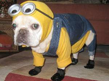 minionscachorro