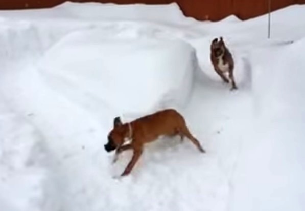 Vídeo: Boxer prega peça em filhote em brincadeira na neve