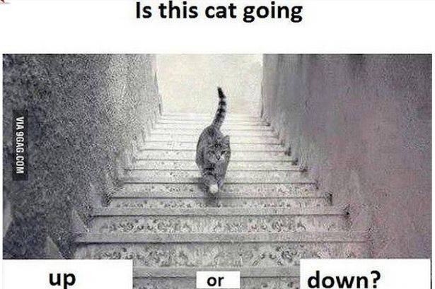 O gato está subindo ou descendo a escada? Conheça o novo enigma da internet
