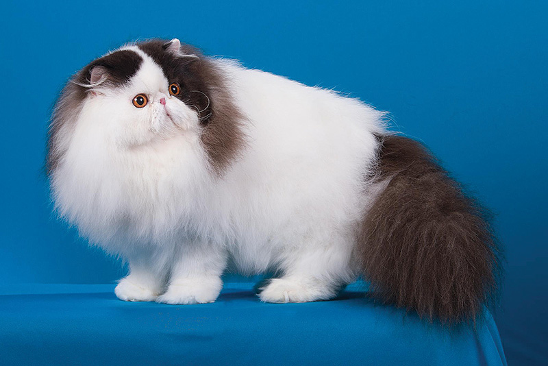 Prontos para o pódio: os felinos paulistanos favoritos para ganhar o Mundial de Gatos