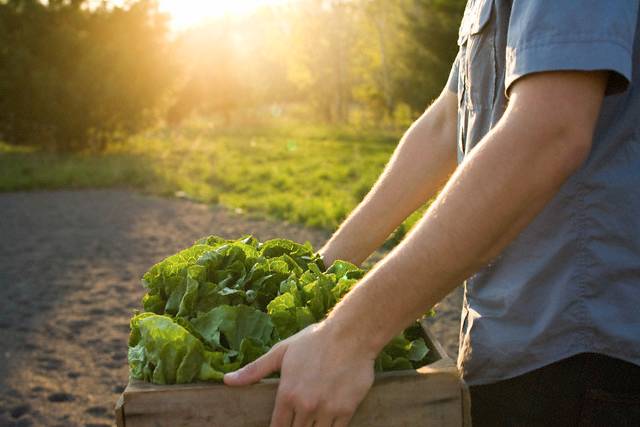 Man carrying box of lettuce