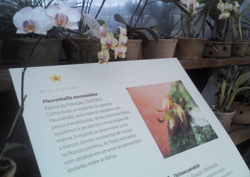 Exposição de orquídeas Exposição de orquídeas