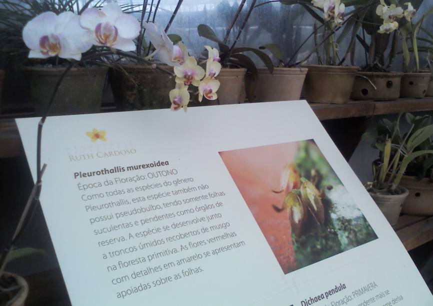 Exposição de orquídeas