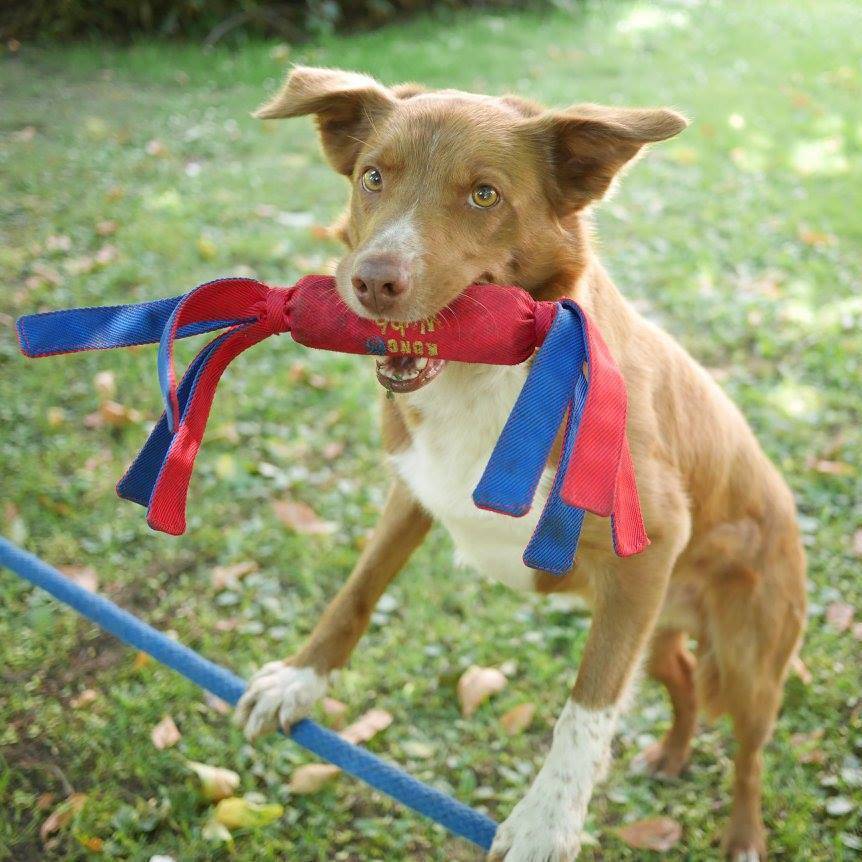 Conheça Ozzy, o cão equilibrista