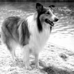 pal-the-original-lassie