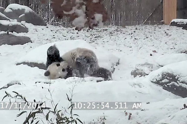 Você precisa assistir este vídeo de um panda brincando na neve como se ninguém estivesse vendo