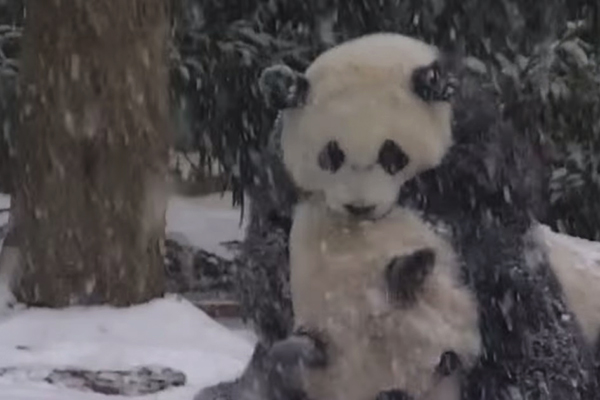 panda