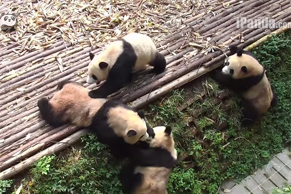 Briguinha divertida de filhotes de pandas em parque é a fofura do dia