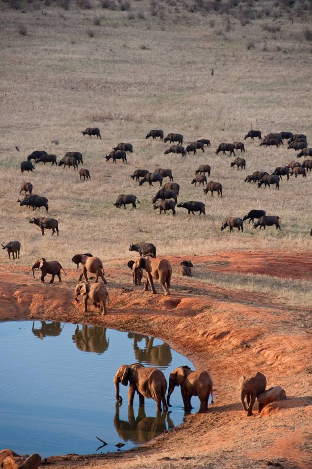 Born to Be Wild 3D: cena do Parque Nacional Tsavo no Quênia Born to Be Wild 3D: cena do Parque Nacional Tsavo no Quênia