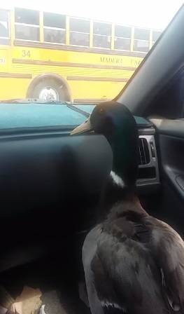 Vídeo de encontro de menino de 10 anos e seu pato de estimação mostra a amizade entre os dois