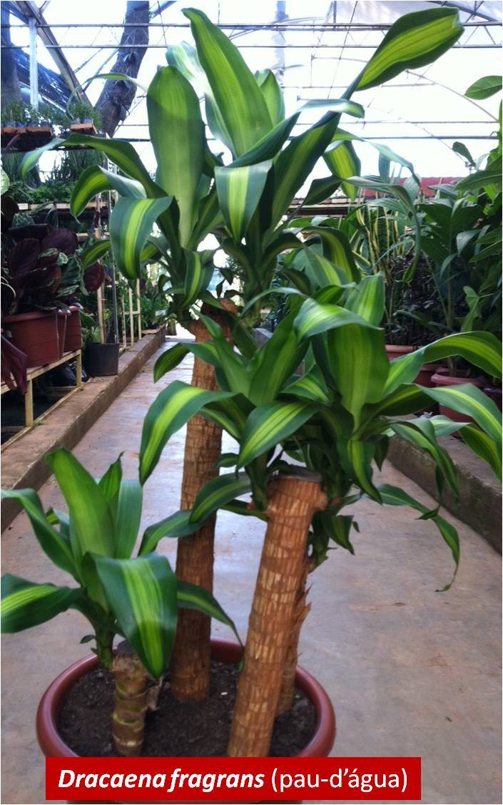 Plantas purificadoras do ar
