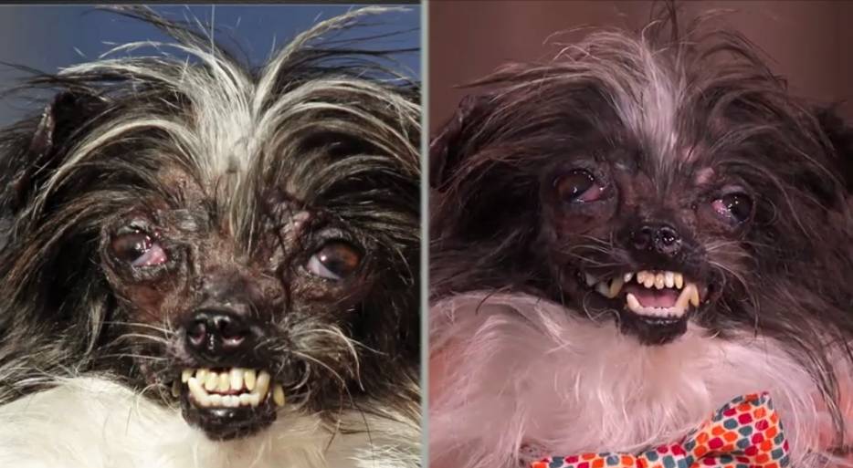 Cachorro mais feio do mundo passa por transformação em programa de TV; assista