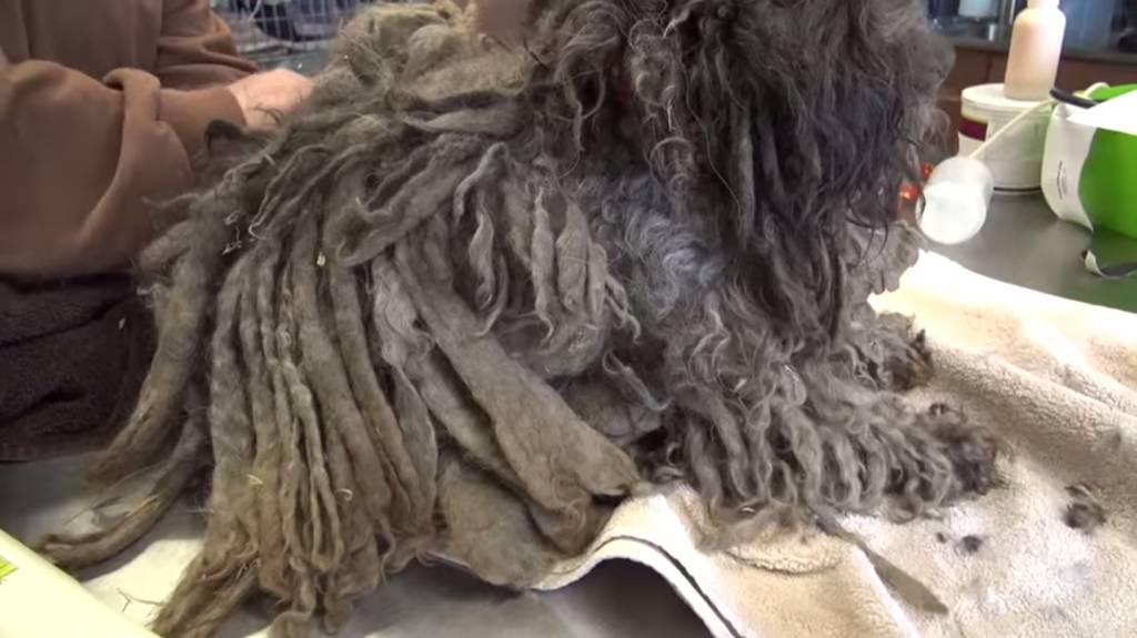 Cachorro de pelos emaranhados encontrado nas ruas ganha transformação radical de visual