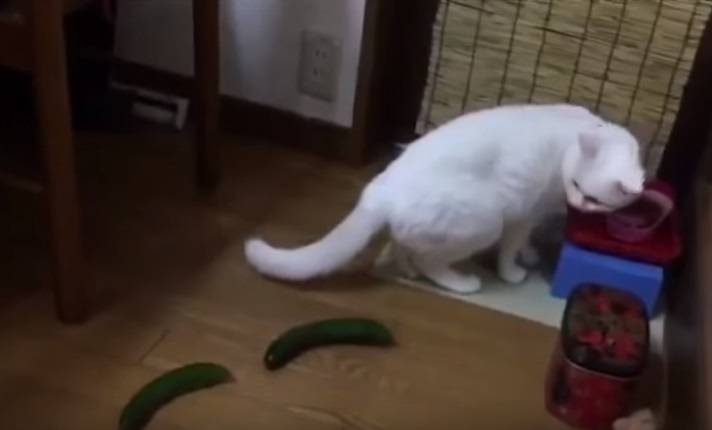 Gatos se assustando com pepinos são nova moda na internet
