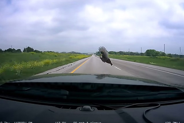 Motorista atropela ave em estrada e câmera registra momento do acidente; assista ao vídeo impressionante