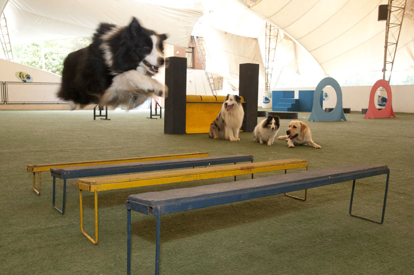 Ambiente do Pet Memorial Ambiente do Pet Memorial