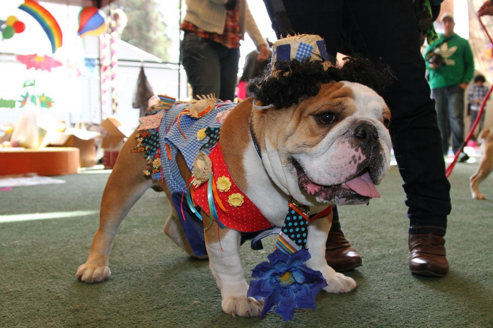 Festa julina canina com quadrilha e fantasias