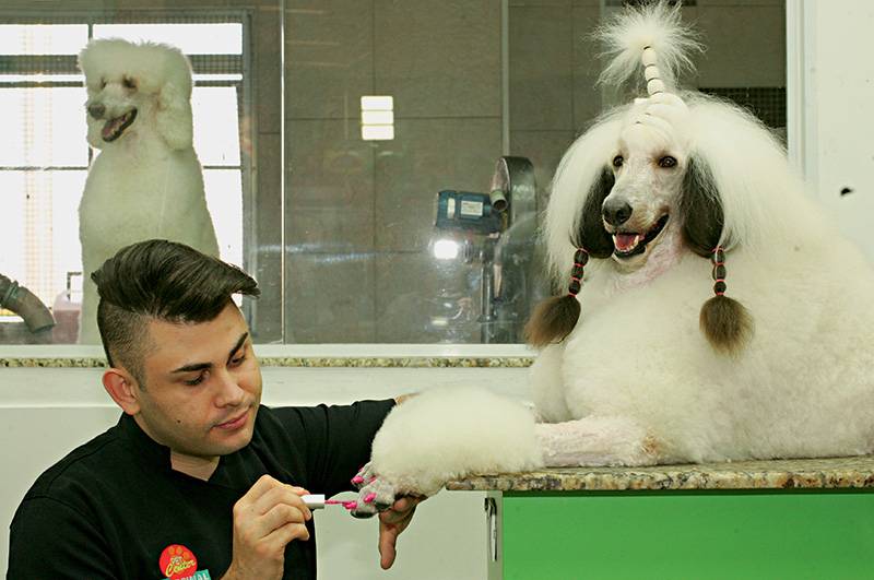 Banho de lama do Mar Morto e manicure: novidades na área estética animal