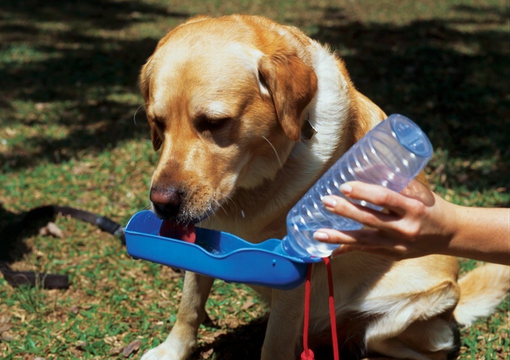 petdrink cachorro bebendo água