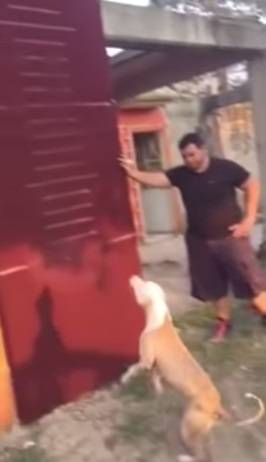 Vídeo: pit bull escala parede de quase 4 metros de altura