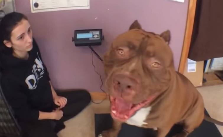 Conheça The Hulk, pit bull gigante que pesa 80 quilos