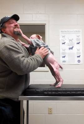 Vídeo: filhote de pit bull reconhece protetor que o resgatou e agradece com lambidas