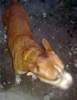 Menina morre após ser atacada por pit bull em Santos