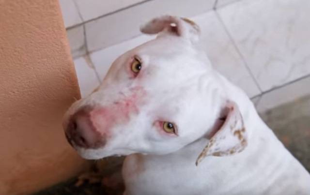 Conheça em vídeo a história de um pit bull resgatado que ganhou uma nova família